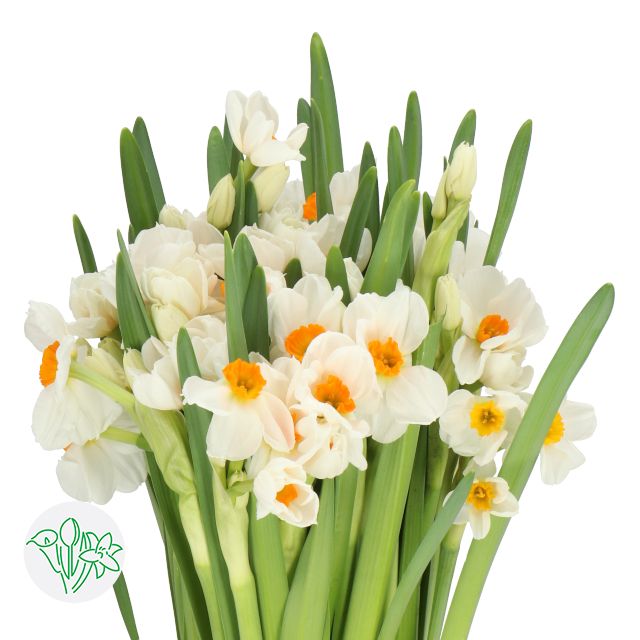 Daffodil Grand Geranium 45cm