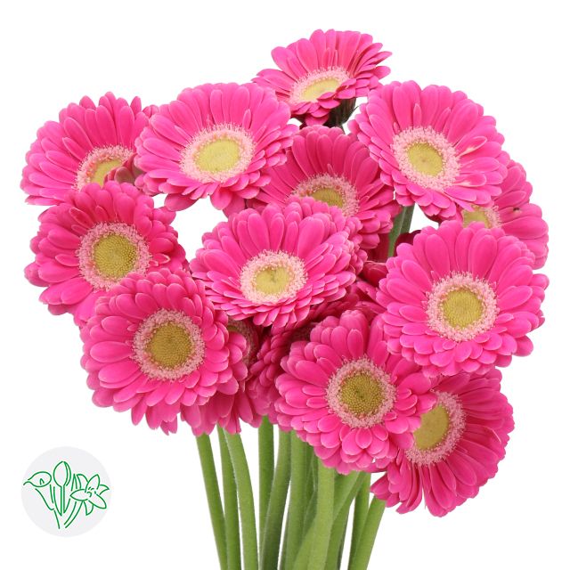 Micro Gerbera- Rosa 50cm