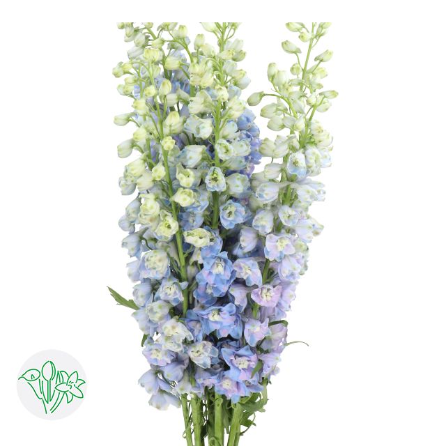 Delphinium Elatum Guardian 60cm