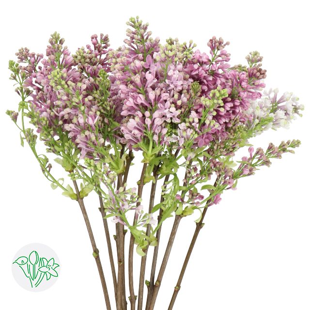 Lilac Lavender 50cm