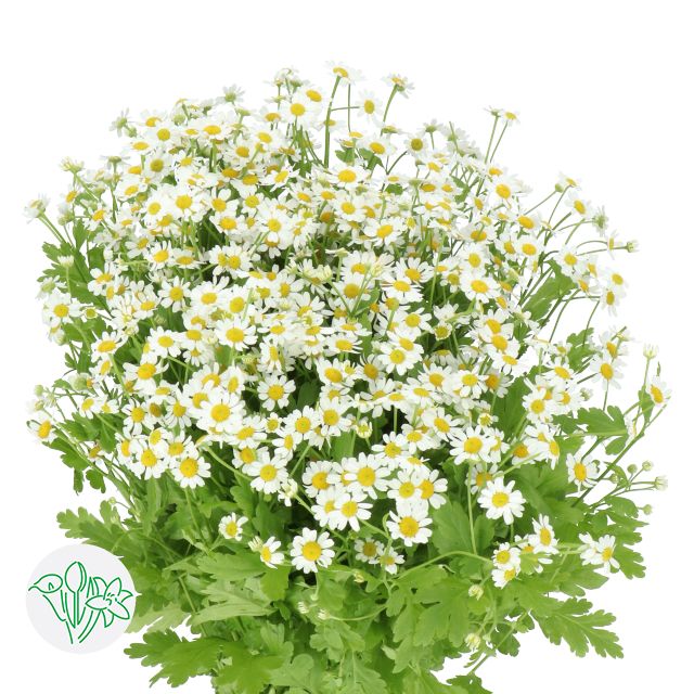 Chamomile Daisy 60cm