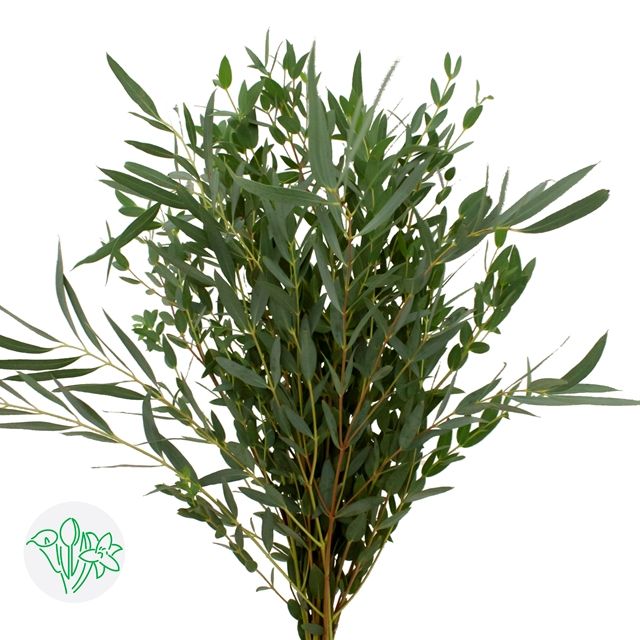 Eucalyptus Parvifolia 70cm