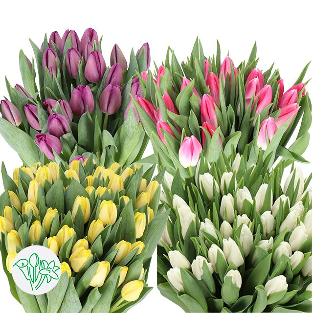 Tulip - Easter Assorted 37cm