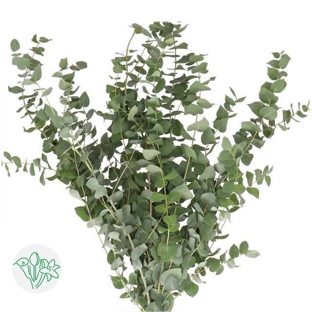 Eucalyptus Startiana 70cm