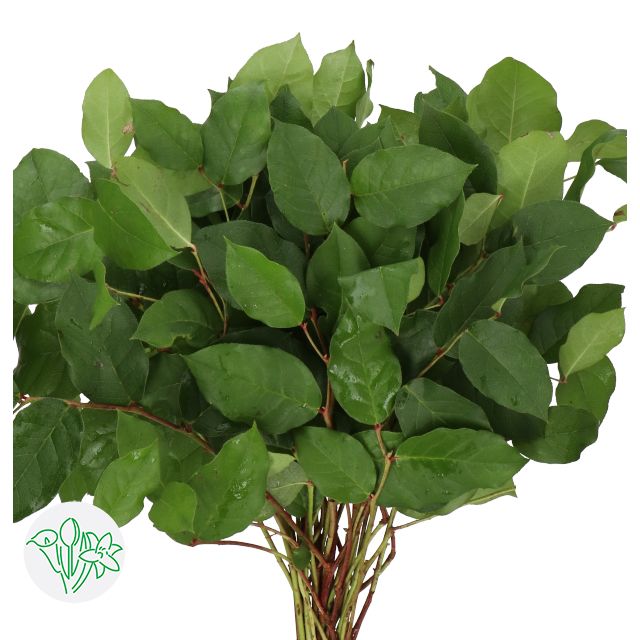 Salal 40cm