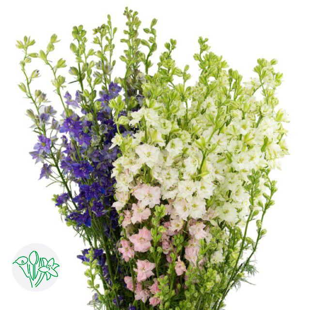 Larkspur- Assorted 80cm