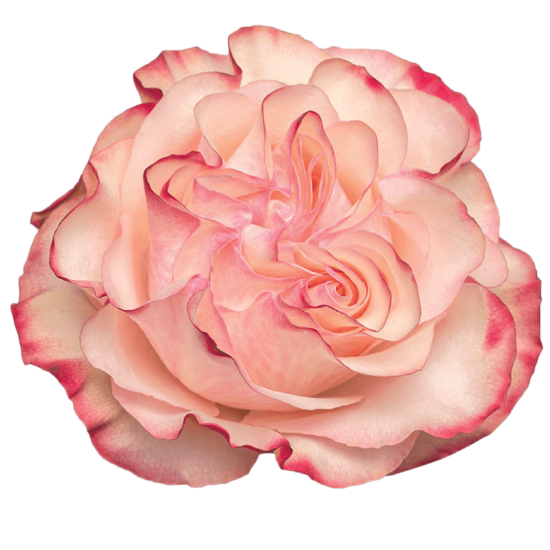 Garden Rose - Country Candy 50cm