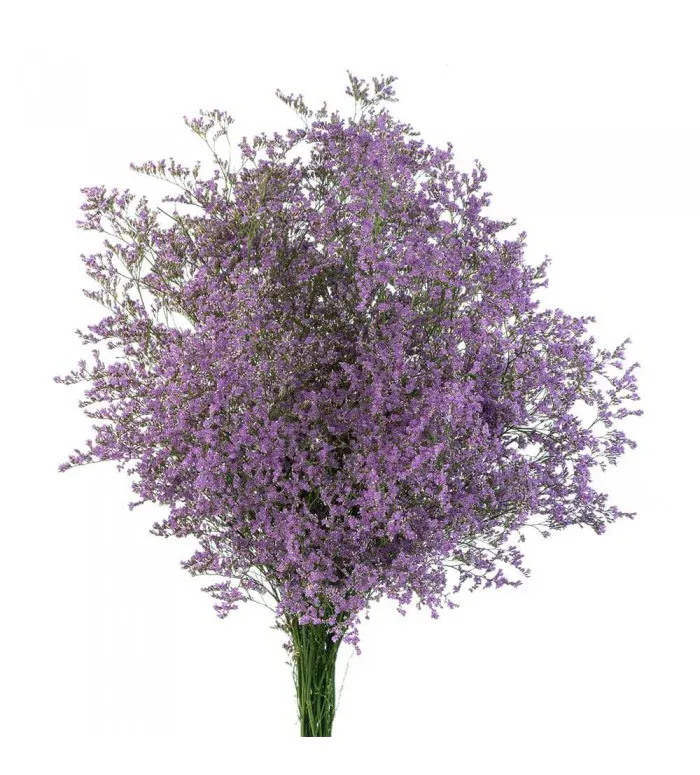 Limonium Lavender 80cm