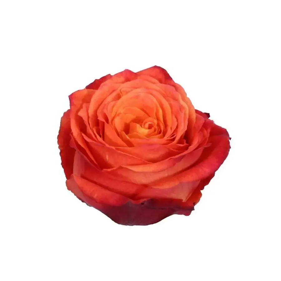 Rose - High &amp; Intenz 50cm