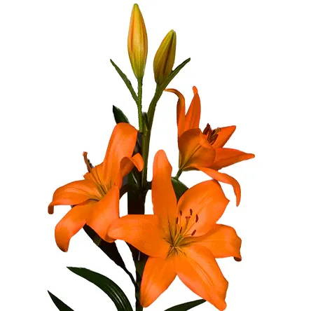 Asiatic Lily - Orange