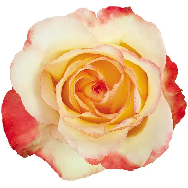 Rose - Aubade 40cm