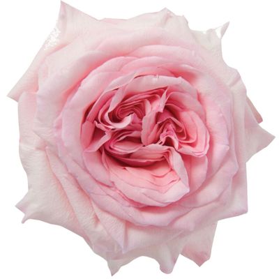 Rose - Pink Ohara 60cm