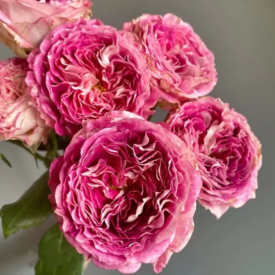 Rose - Dory 40cm