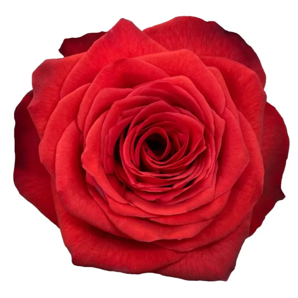 Rose - Bromo 50cm