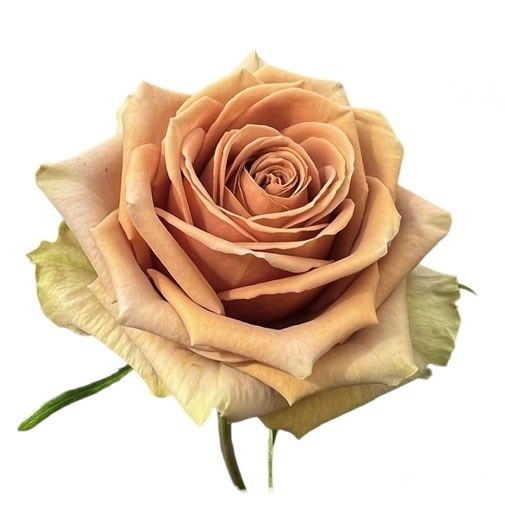 Rose - Teddys 50cm