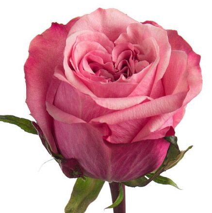 Rose - Art Deco 50cm