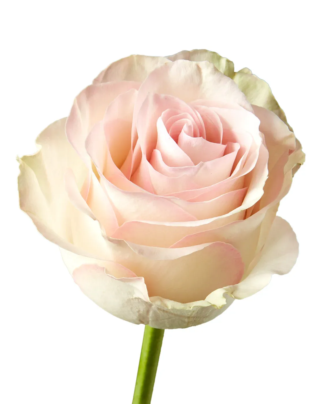 Rose - Marzipan 40cm