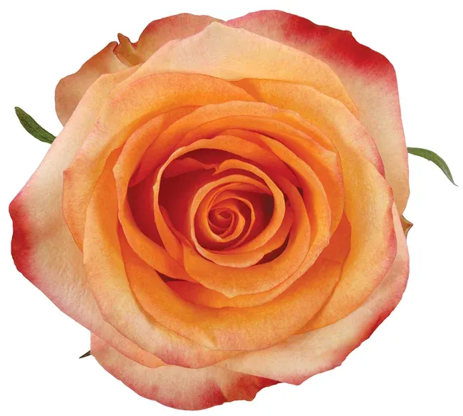 Rose - Fidji 50cm