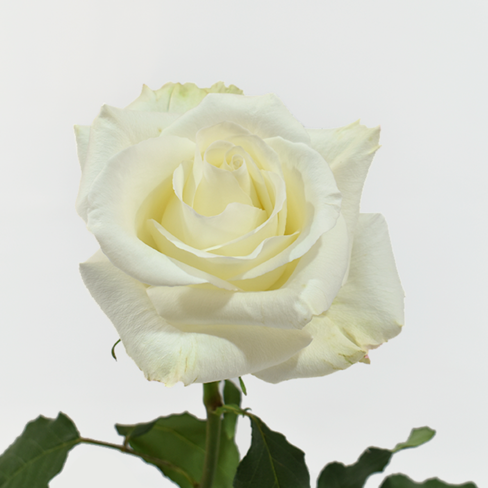 Rose - Idilia 40cm
