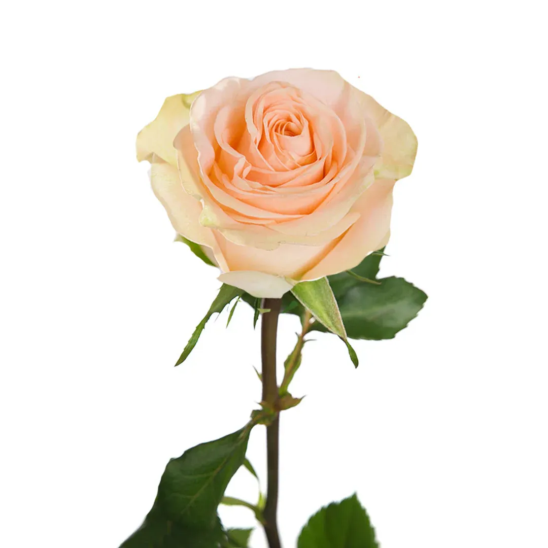 Rose - Tiffany 50cm