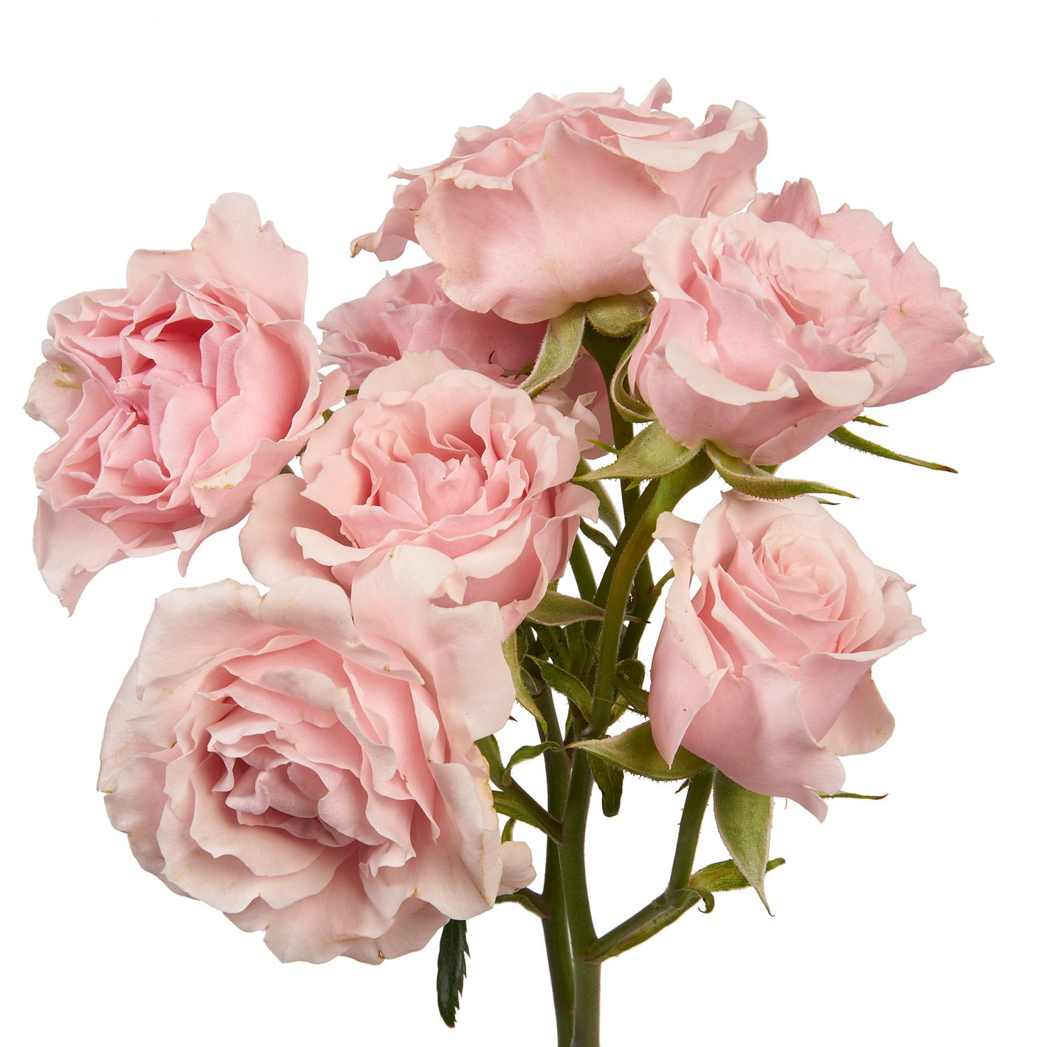 Spray Rose - Majolica 40cm