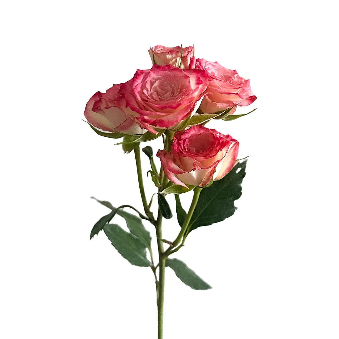 Spray Rose - Electra 40cm