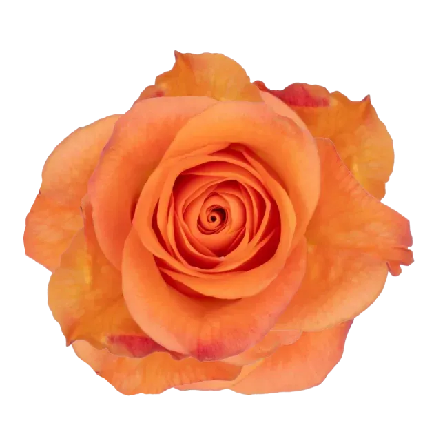 Rose - Joy 40cm