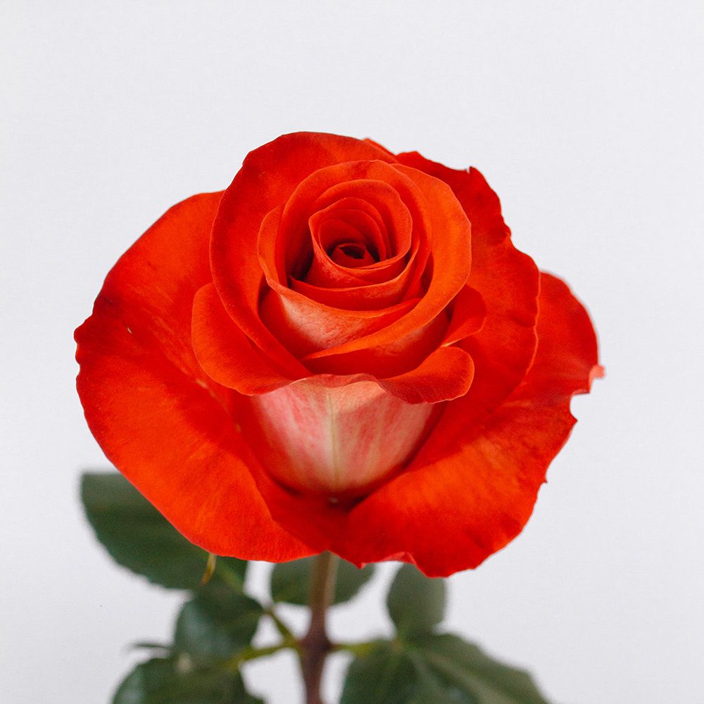 Rose - Mosaico 50cm