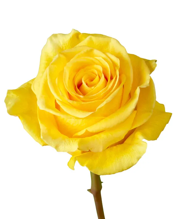 Rose - Brighton 50cm
