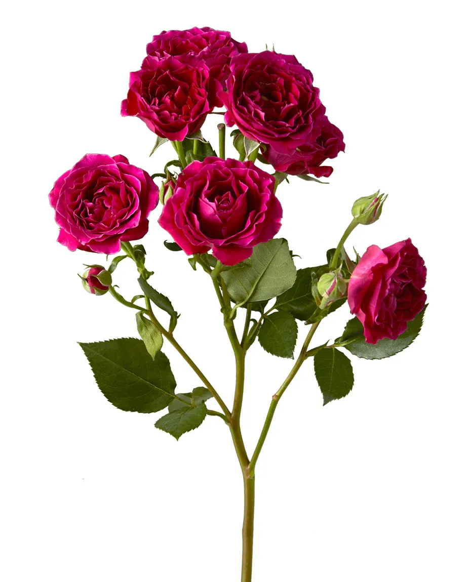 Spray Rose - Hot Majolica 40cm