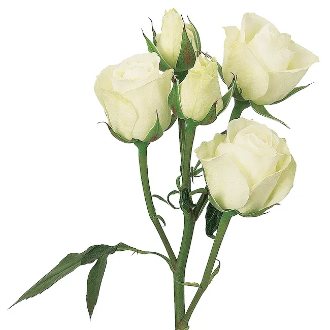 Spray Rose - Viviane 40cm
