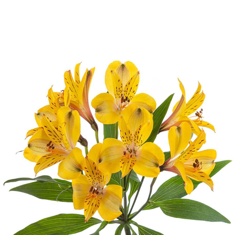 Alstromeria - Senna 60cm