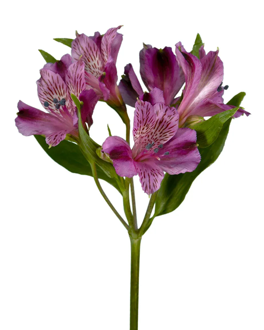 Alstromeria - Amatista 60cm
