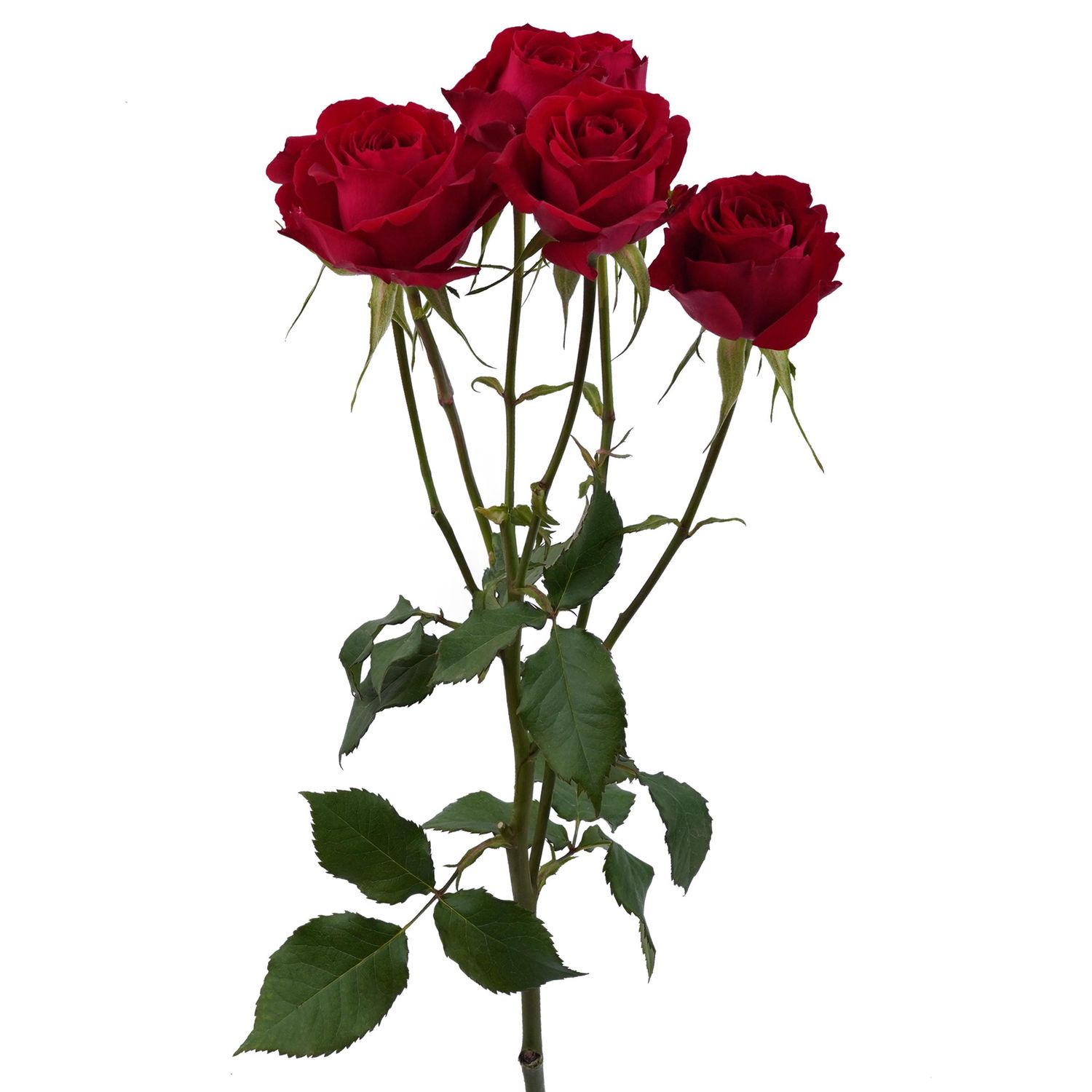 Spray Rose - Amor Blossom 40cm