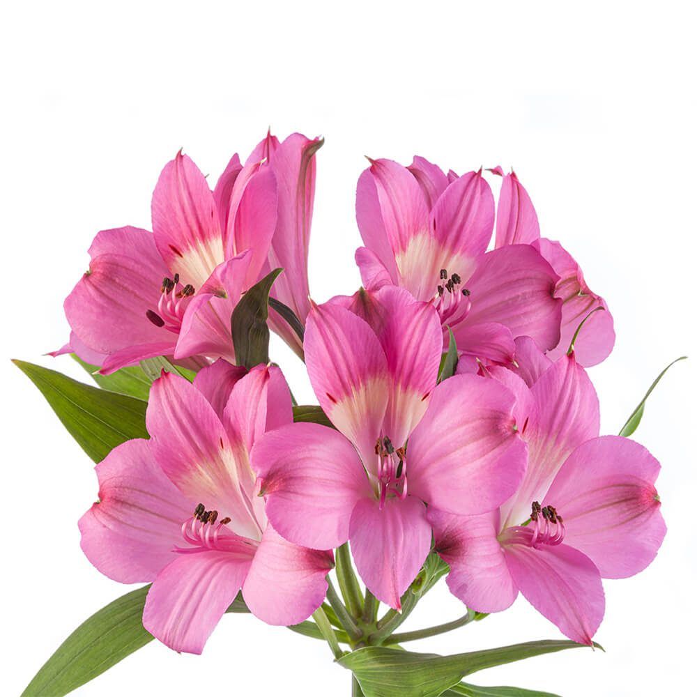 Alstromeria - Intenz Pink 60cm