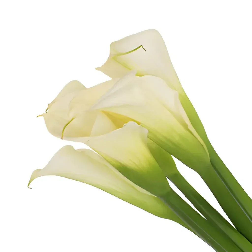 Large Calla Lilies 80cm