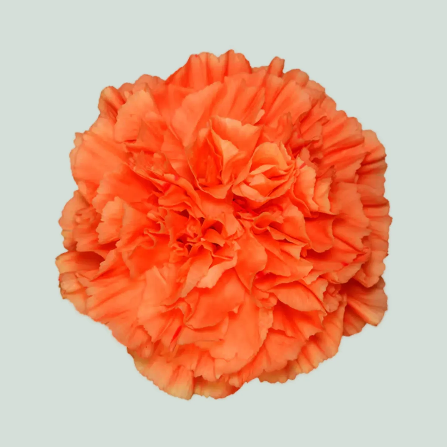 Large Carnation- Hermes Orange