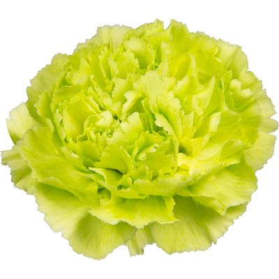 Large Carnation- Marty