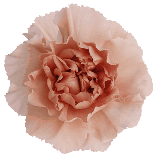 Large Carnation- Novia