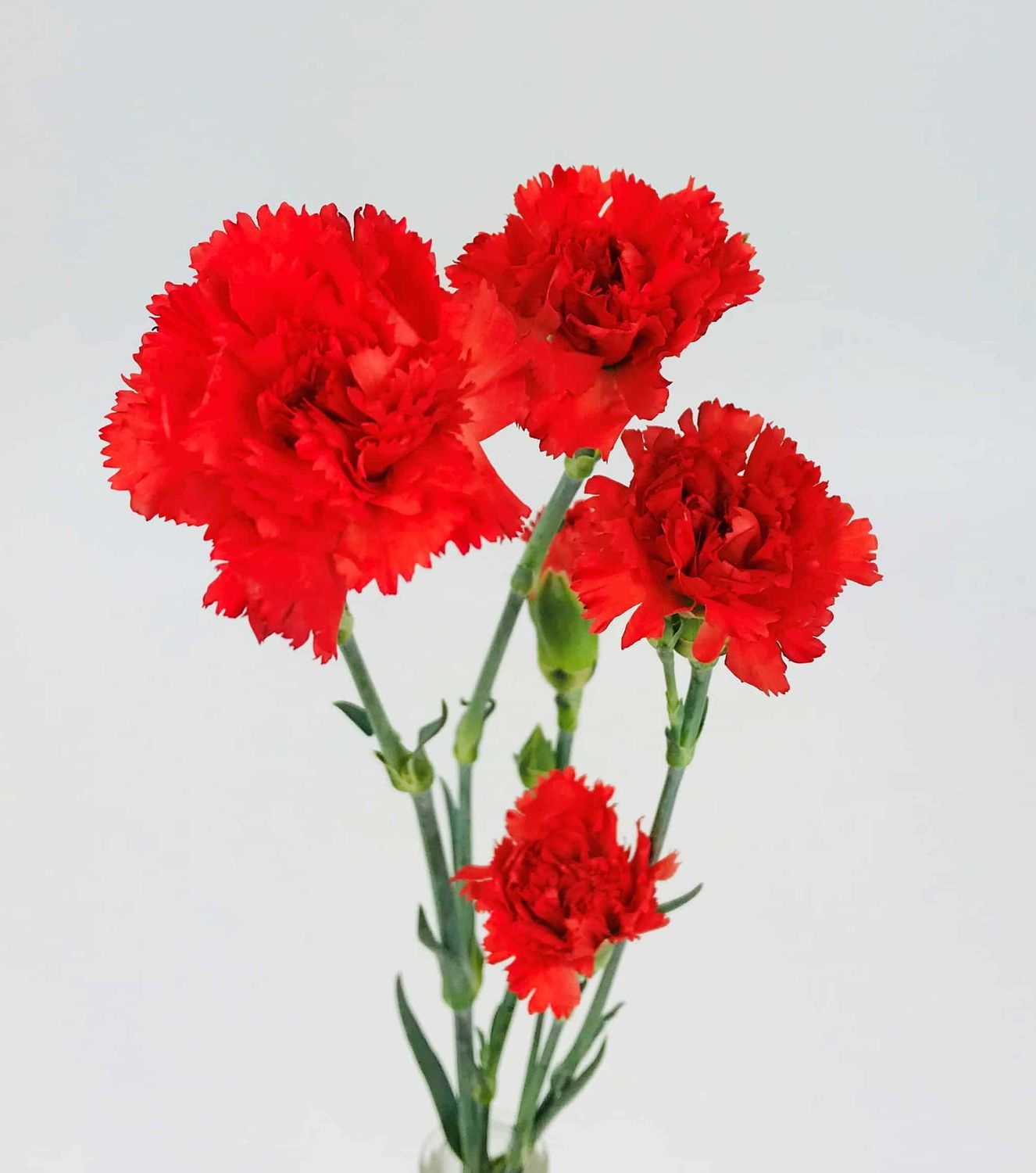 Mini Carnation- Red