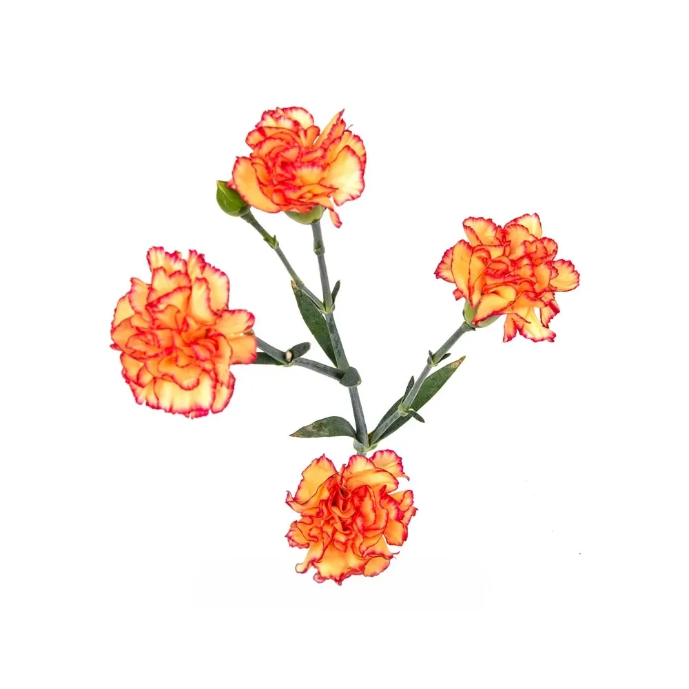 Mini Carnation- Yellow/Red