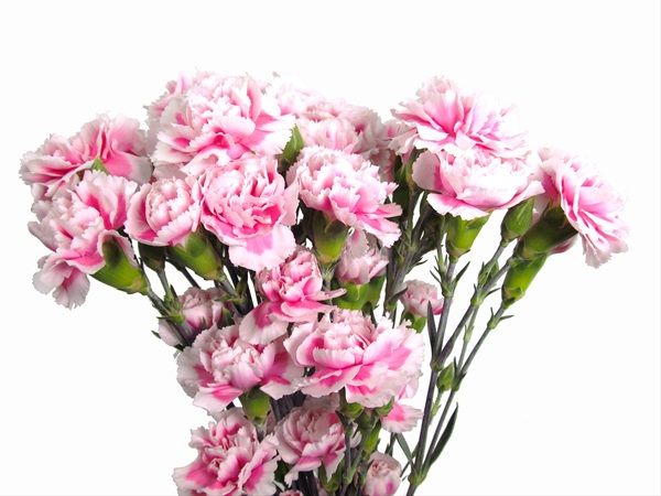Mini Carnation- Pink/Light Pink