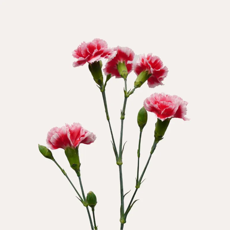 Mini Carnation- Red/Light Pink