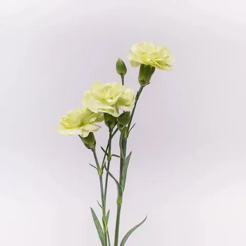 Mini Carnation- Light Green