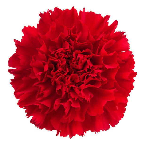 Large Carnation- Red