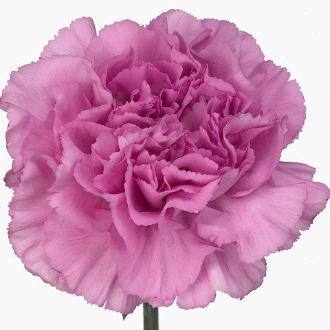 Large Carnation- Birmania