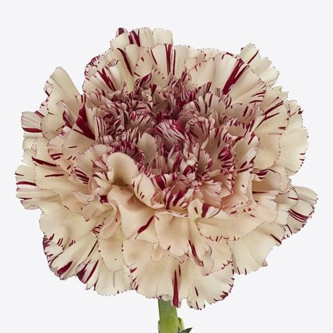 Large Carnation- Paoletto