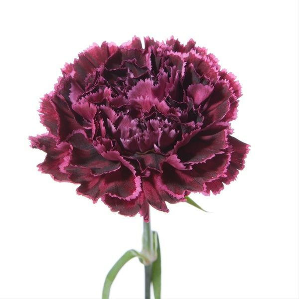Large Carnation- Nobio Black