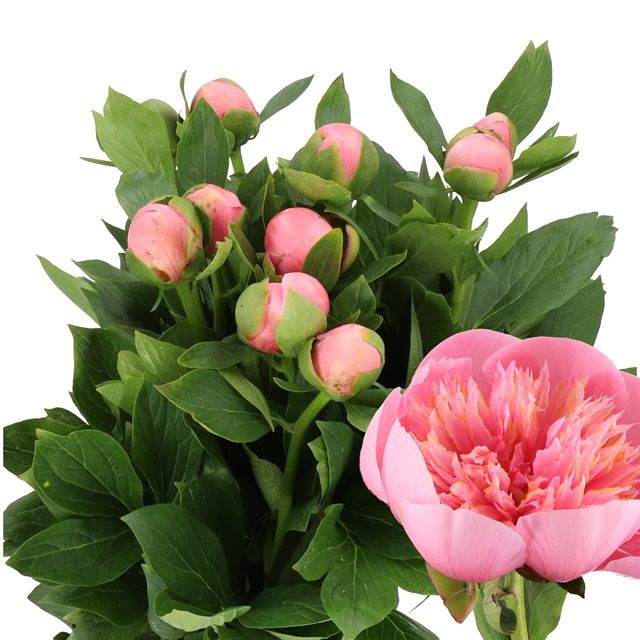 Peony- Etched Salmon 60cm