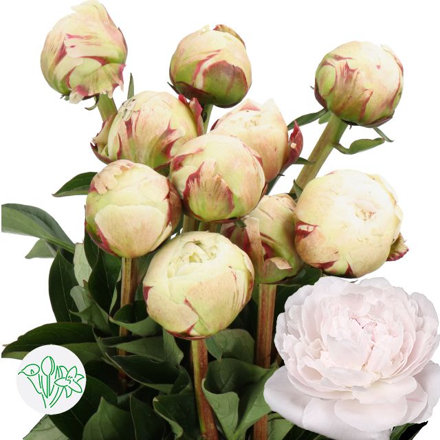 Peony- Odile 60cm